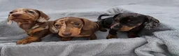 Miniature Dachshund dogs for sale: Gorgeous KC Registered, PRA Clear puppies  in Harlow - Advert 2