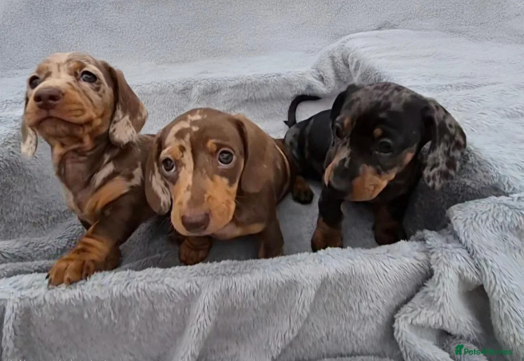 Miniature Dachshund dogs for sale: Gorgeous KC Registered, PRA Clear puppies  in Harlow - Advert 2