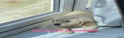 Golden Retriever dogs for sale: Our Beautifil KC registered Golden Retriever   in Leeds - Advert 15