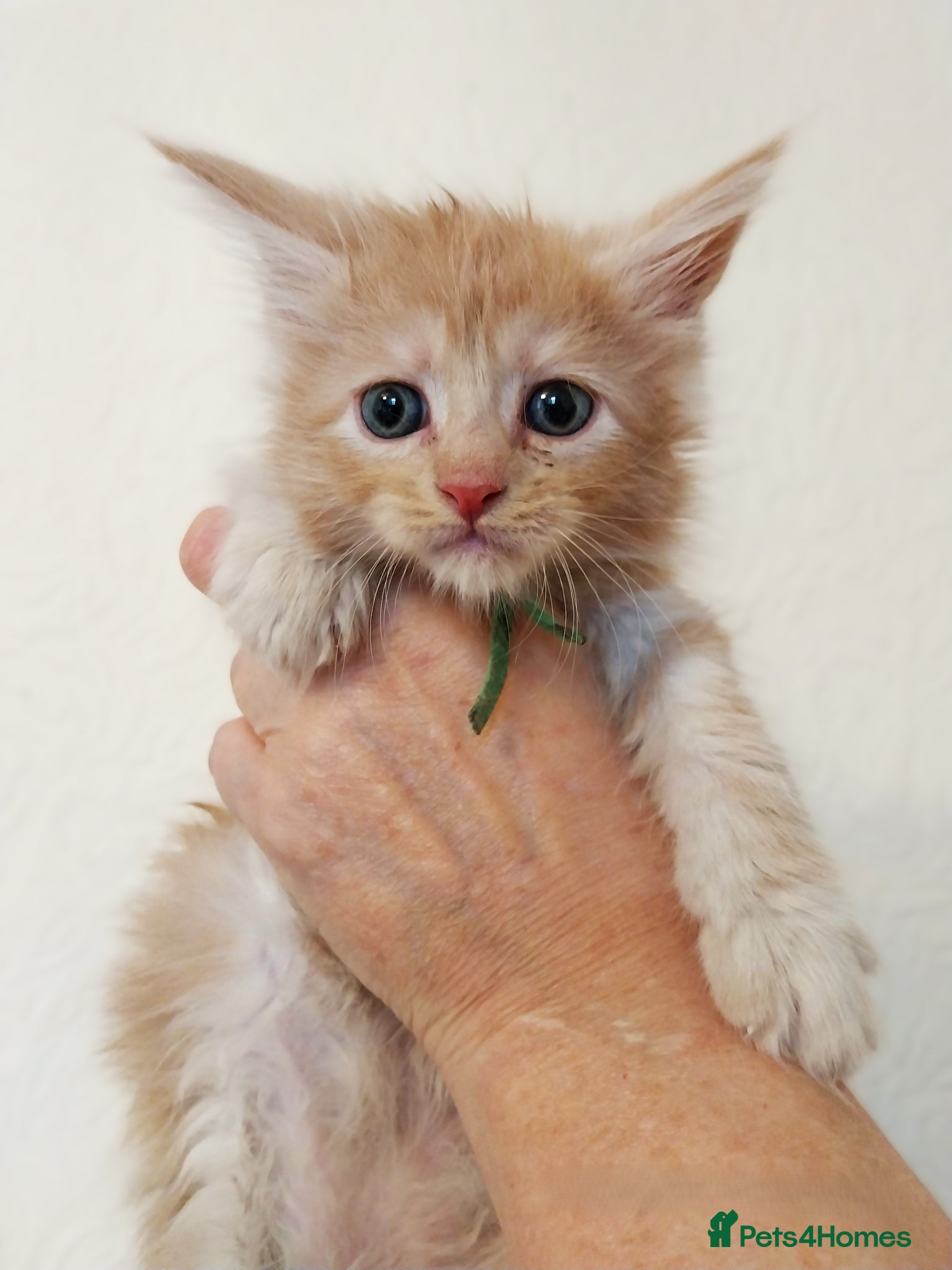 Maine Coon cats TICA Reg Maine Coon Kittens. Cream. Red. Tortie  - Advert 1