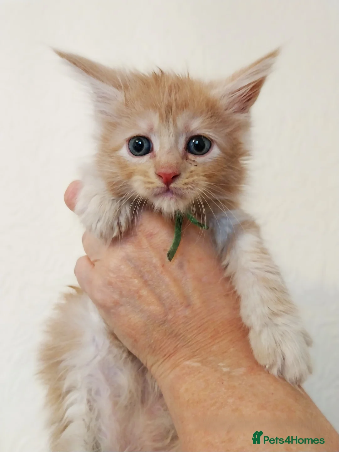 Maine Coon cats for sale: TICA Reg Maine Coon Kittens. Cream. Red. Tortie  - Advert 1