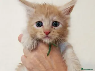 Maine Coon cats TICA Reg Maine Coon Kittens. Cream. Red. Tortie - Advert 2