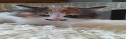 Mixed Breed cats for sale: Tortoiseshell/ calico fluffy  - Advert 1