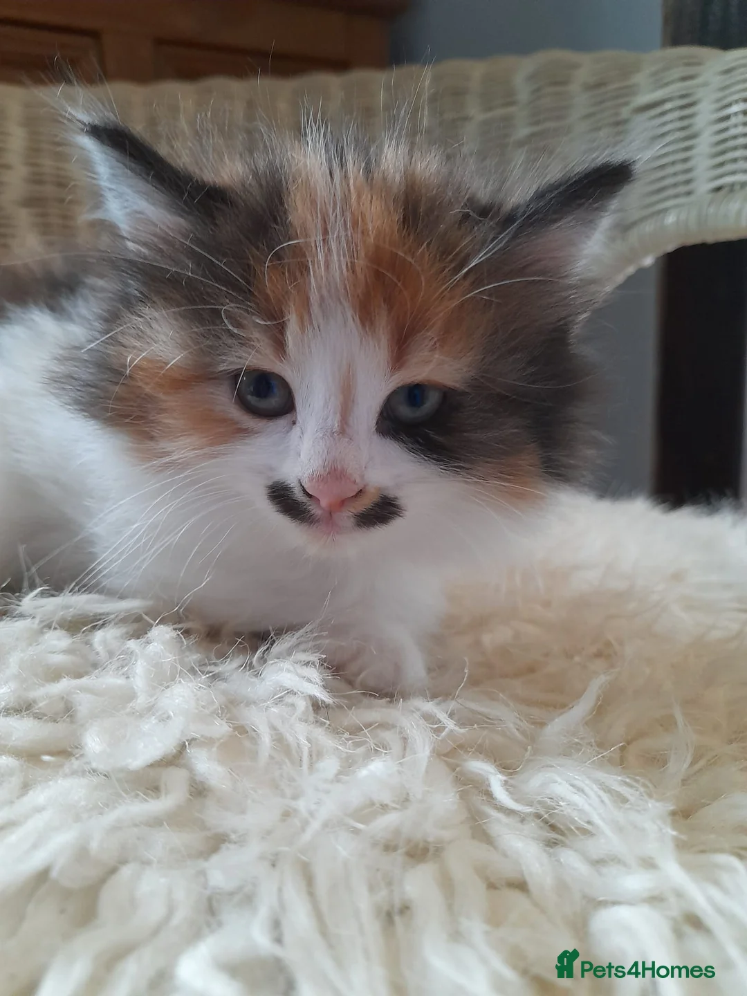 Mixed Breed cats for sale: Tortoiseshell/ calico fluffy  - Advert 1