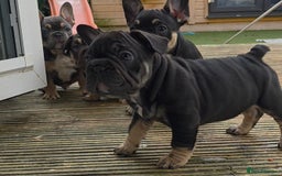 French Bulldog dogs for sale: French bulldog puppys - Advert 12