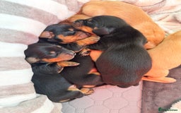 Miniature Dachshund dogs for sale: Beautiful miniature dachunds smooth/long coat - Image 11