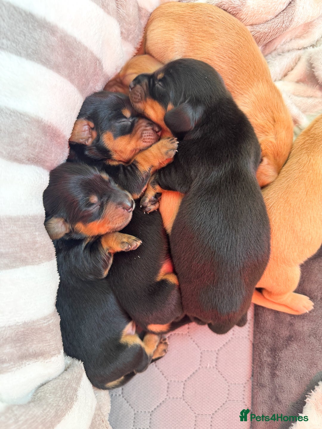 Miniature Dachshund dogs for sale: Beautiful miniature dachunds smooth/long coat - Image 11