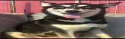 Siberian Husky dogs for sale: Siberian Husky Puppies  in Dunfermline - Advert 1