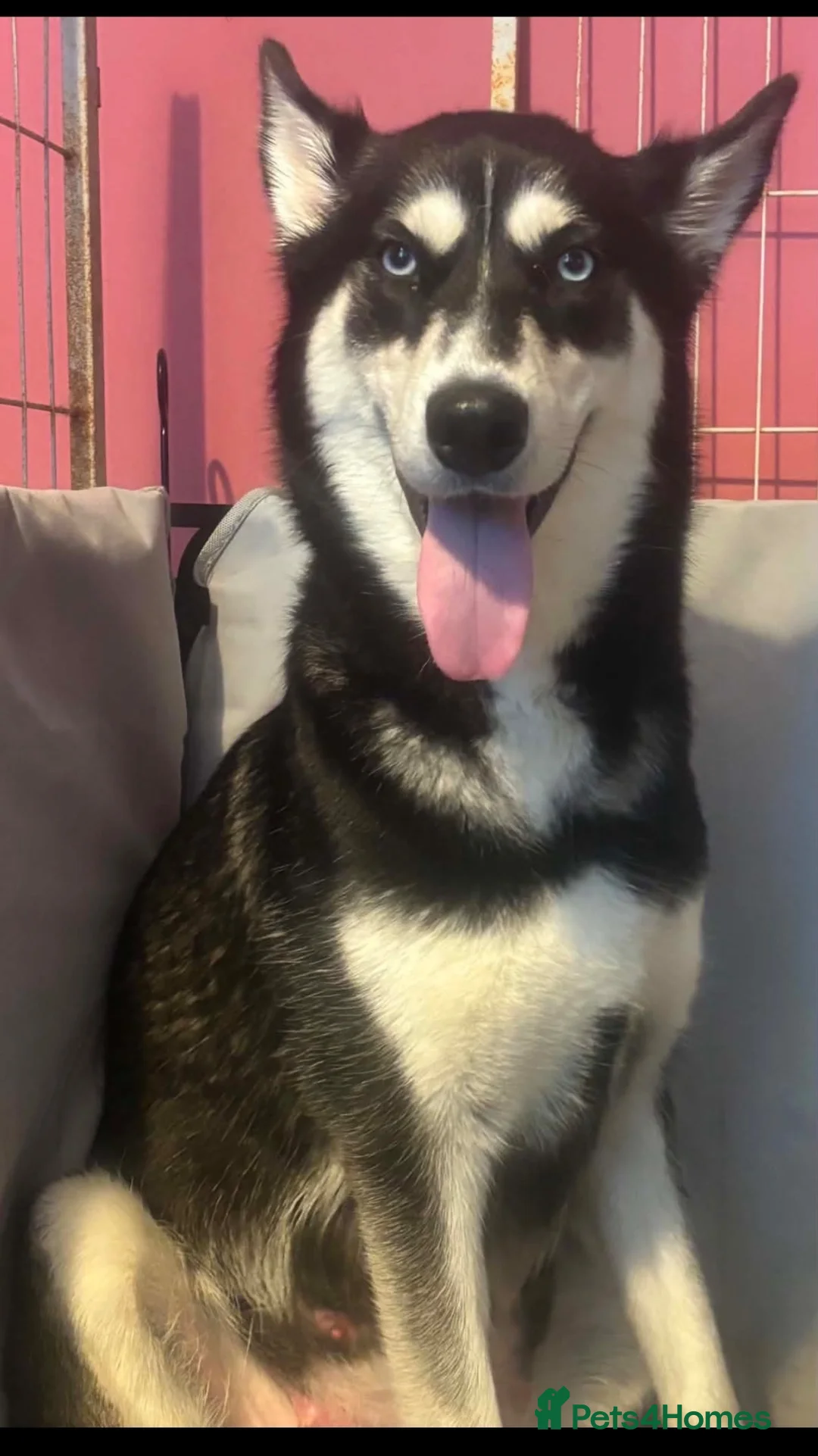 Siberian Husky dogs for sale: Siberian Husky Puppies  in Dunfermline - Advert 1