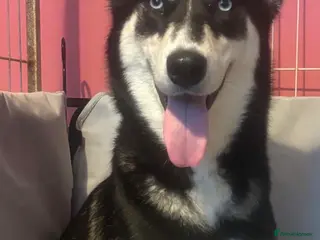 Siberian Husky dogs Siberian Husky Puppies - Advert 6