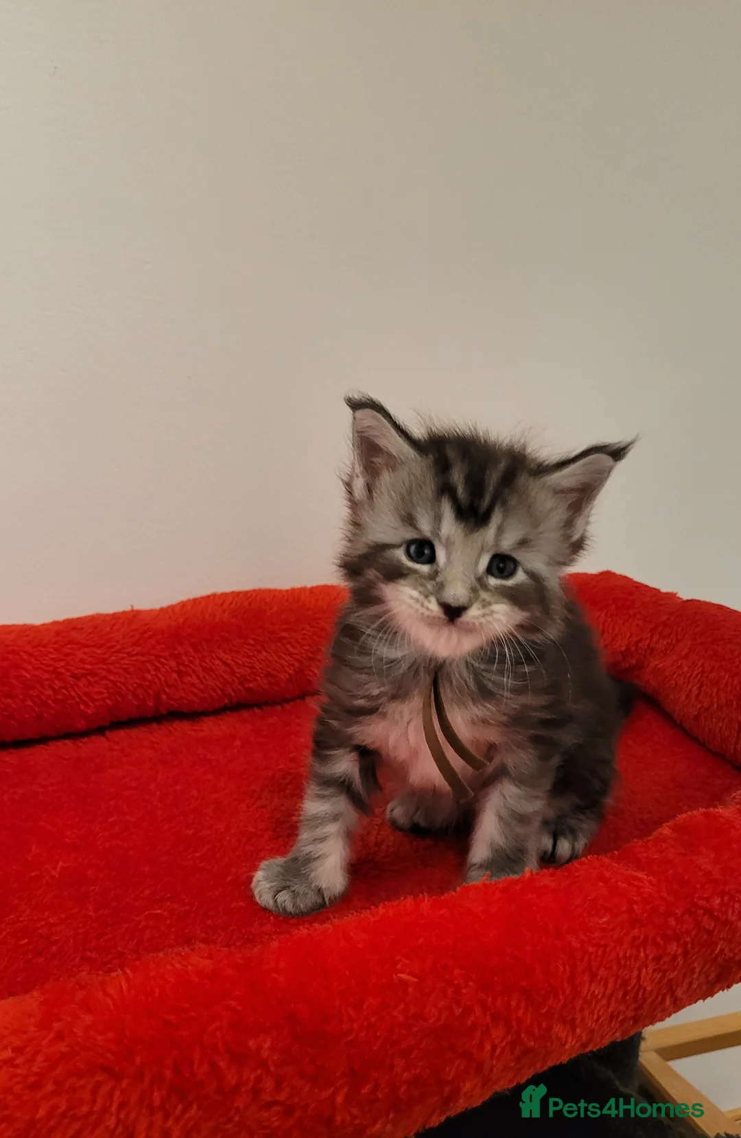 Maine Coon cats for sale: Tica registered maine coon kittens  - Advert 7