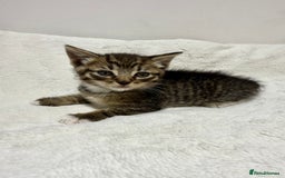 Mixed Breed cats for sale: Kittens for Sale !! - Image 14