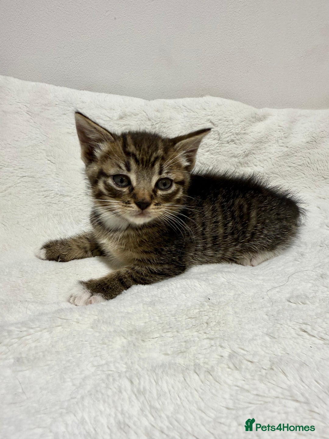 Mixed Breed cats for sale: Kittens for Sale !! - Image 14
