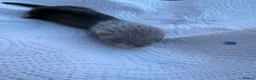 Ferret rodents for sale: Pedigree Full and Semi Angora Kits  - Advert 8