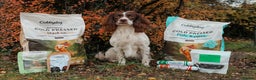 English Springer Spaniel dogs for stud: FTAW Springer Spaniel Stud in Gainsborough - Advert 1
