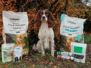 English Springer Spaniel dogs FTAW Springer Spaniel Stud in Gainsborough - Advert 11