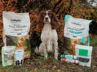 English Springer Spaniel dogs FTAW Springer Spaniel Stud in Gainsborough - Advert 9