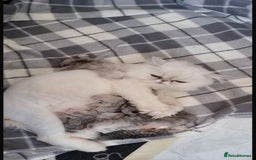 Persian cats for sale: Italian Persian chinchilla kittens♥️🐾 - Image 32