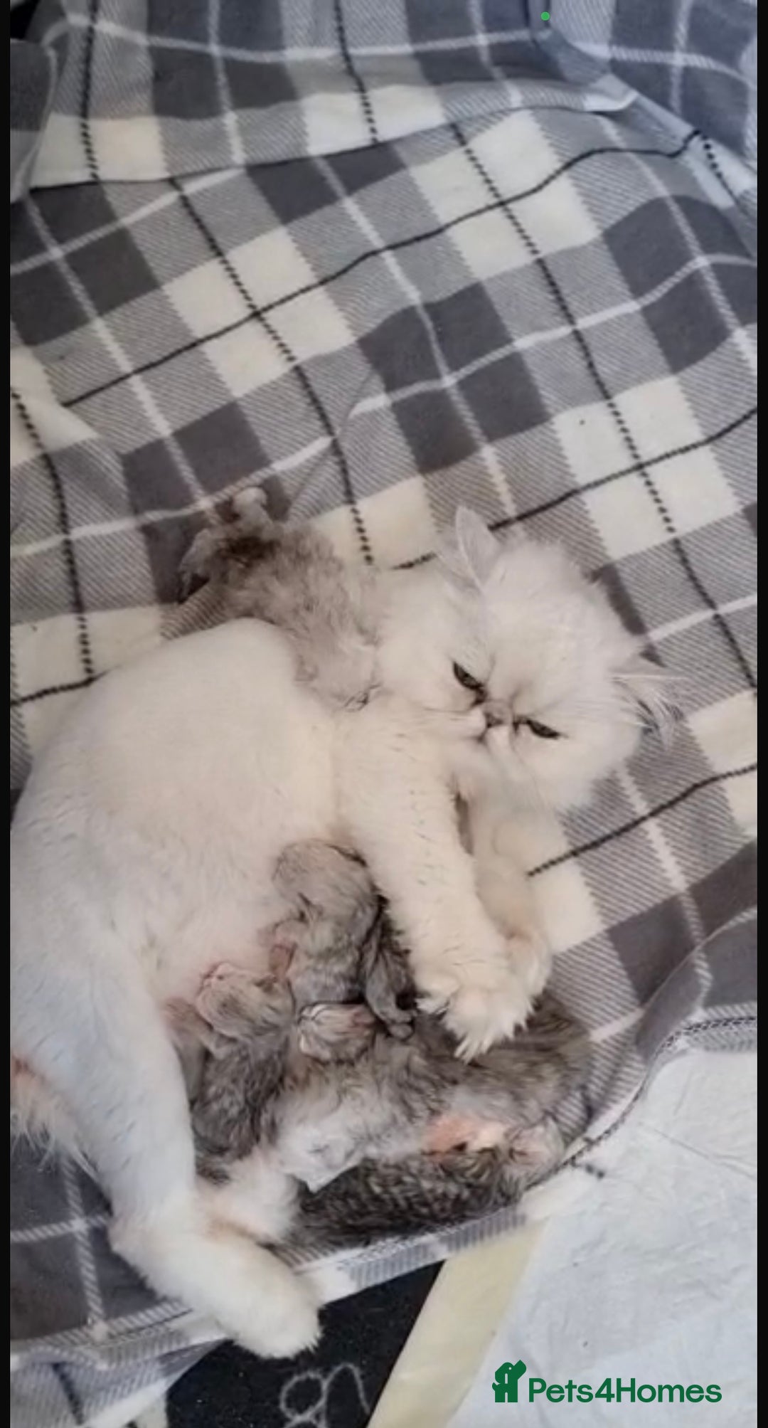 Persian cats for sale: Italian Persian chinchilla kittens♥️🐾 - Image 32