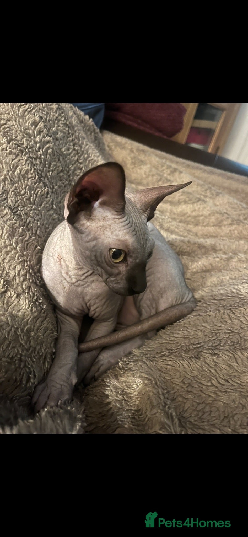 Sphynx cats Canadian Sphynx kitten  - Advert 3
