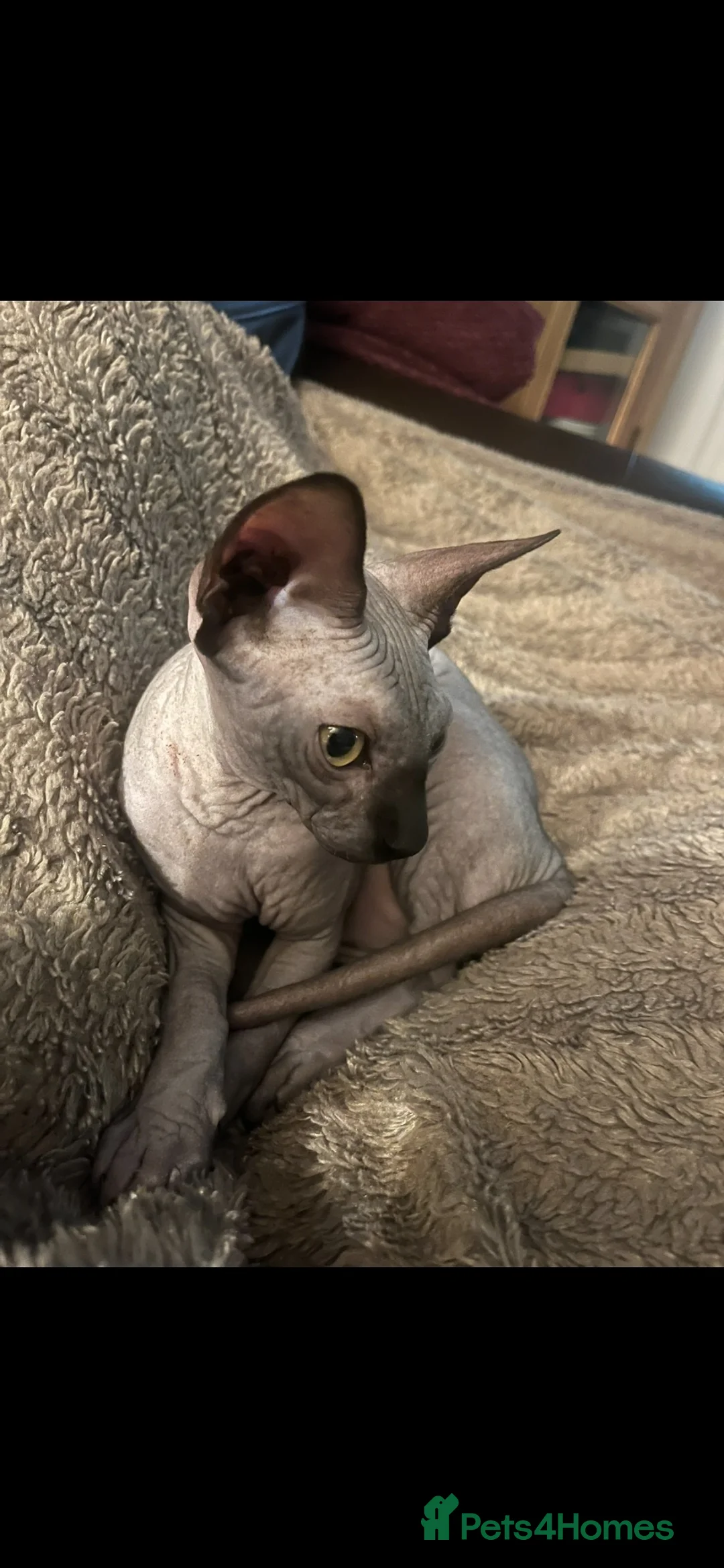 Sphynx cats for sale: Canadian Sphynx kitten  - Advert 1