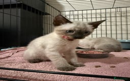 Bengal cats for sale: Bengal x Siamese kittens  - Image 1