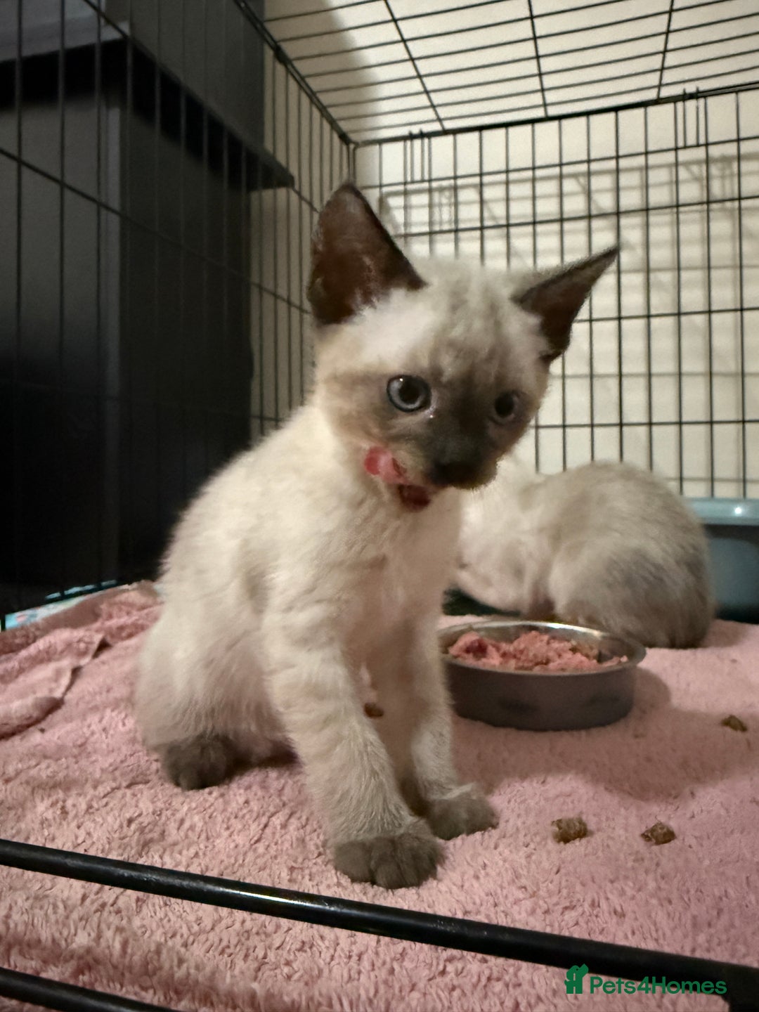 Bengal cats for sale: Bengal x Siamese kittens  - Image 1