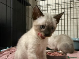 Bengal cats for sale - Advert 1