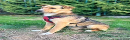 Mixed Breed dogs for adoption: ❤️🐶 STELLA – SHE BUILDS HER WORLD AROUND YOU in Burton-on-Trent - Advert 16