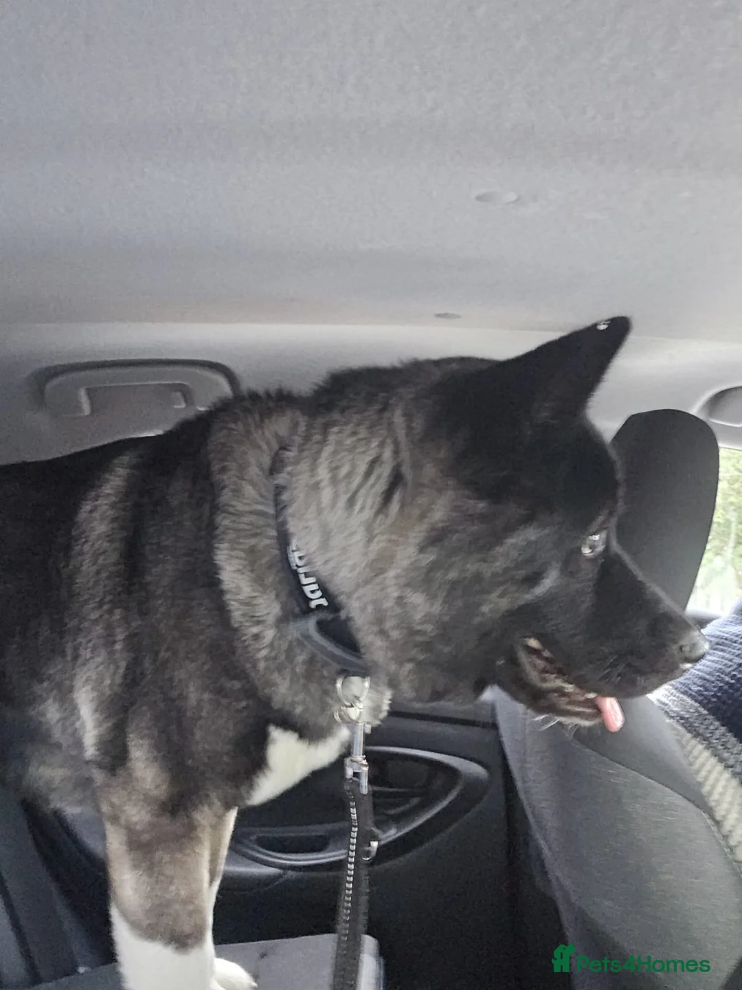 Akita dogs for sale: american akita for sale in Belvedere - Advert 7