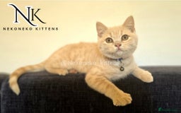 British Shorthair cats for sale: ❗️❗️2 LEFT❗️❗️CHUNKY ADORABLE FLUFF BALLS in Ilkeston - Image 8