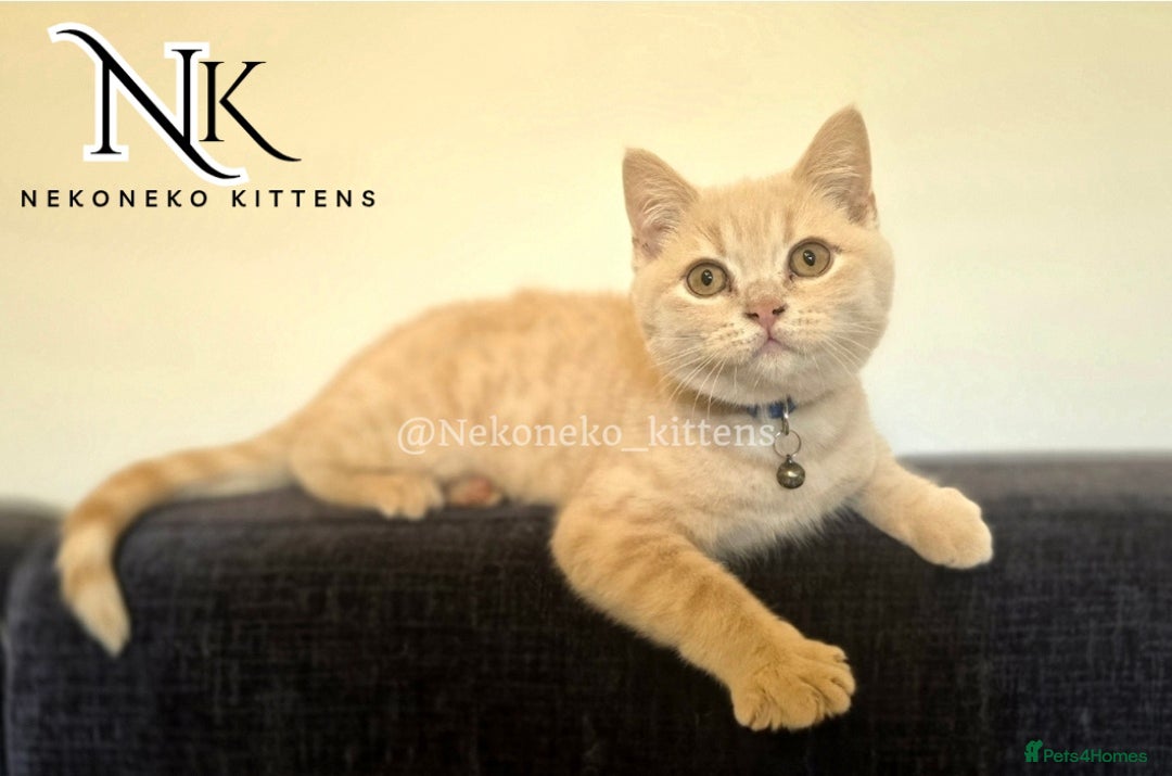 British Shorthair cats for sale: ❗️❗️2 LEFT❗️❗️CHUNKY ADORABLE FLUFF BALLS in Ilkeston - Image 8