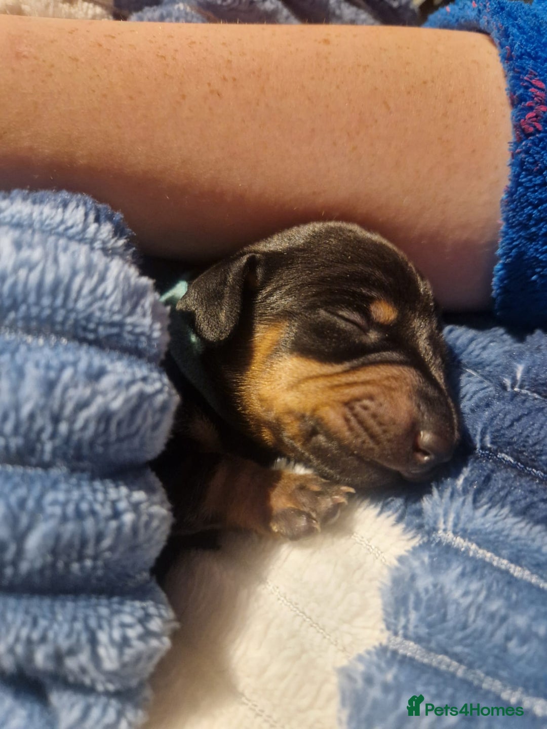 Dachshund dogs for sale: Miniature dachshunds - Advert 4