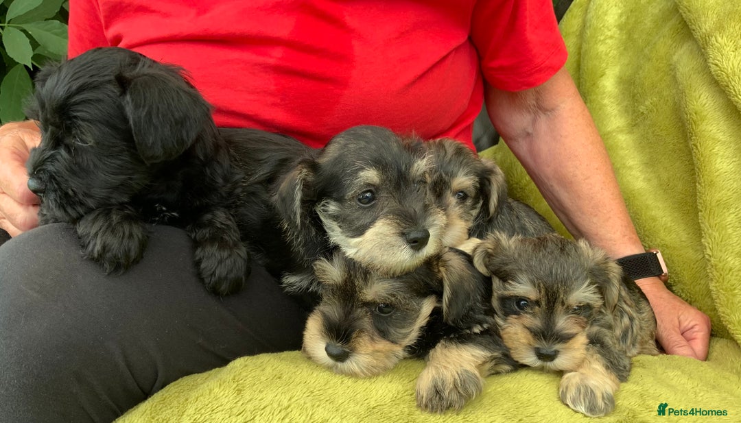 Miniature Schnauzer dogs for sale: Happy healthy miniature Schauzer puppies - Image 25