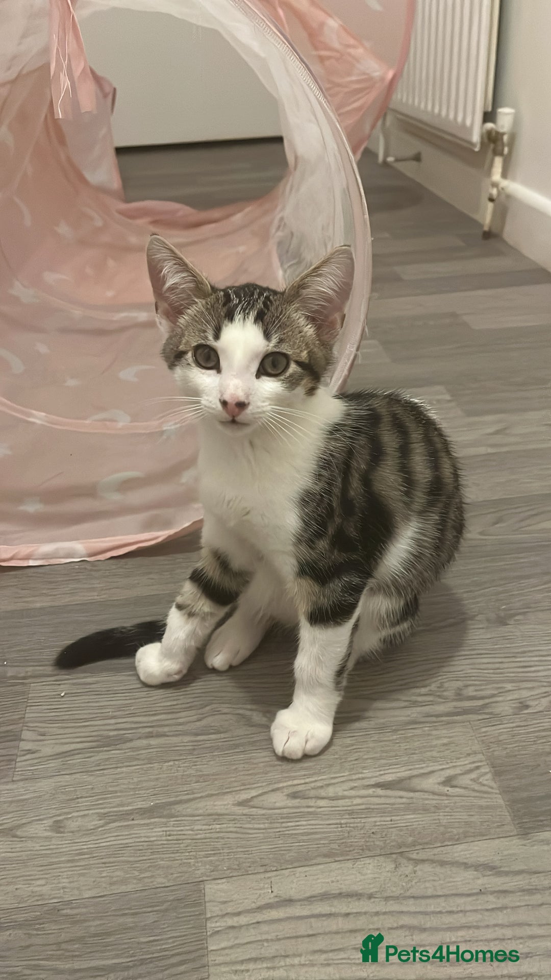British Shorthair cats for sale: Beautiful boy kitten!!🩵 - Image 5