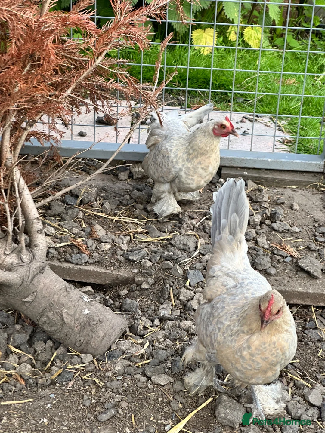 Chickens poultry for sale: 3 lovely Sablepoot hens and a cockerel in Nottingham - Advert 2