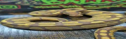 Python Snake reptiles for sale: Ultramel female ball python  - Advert 2