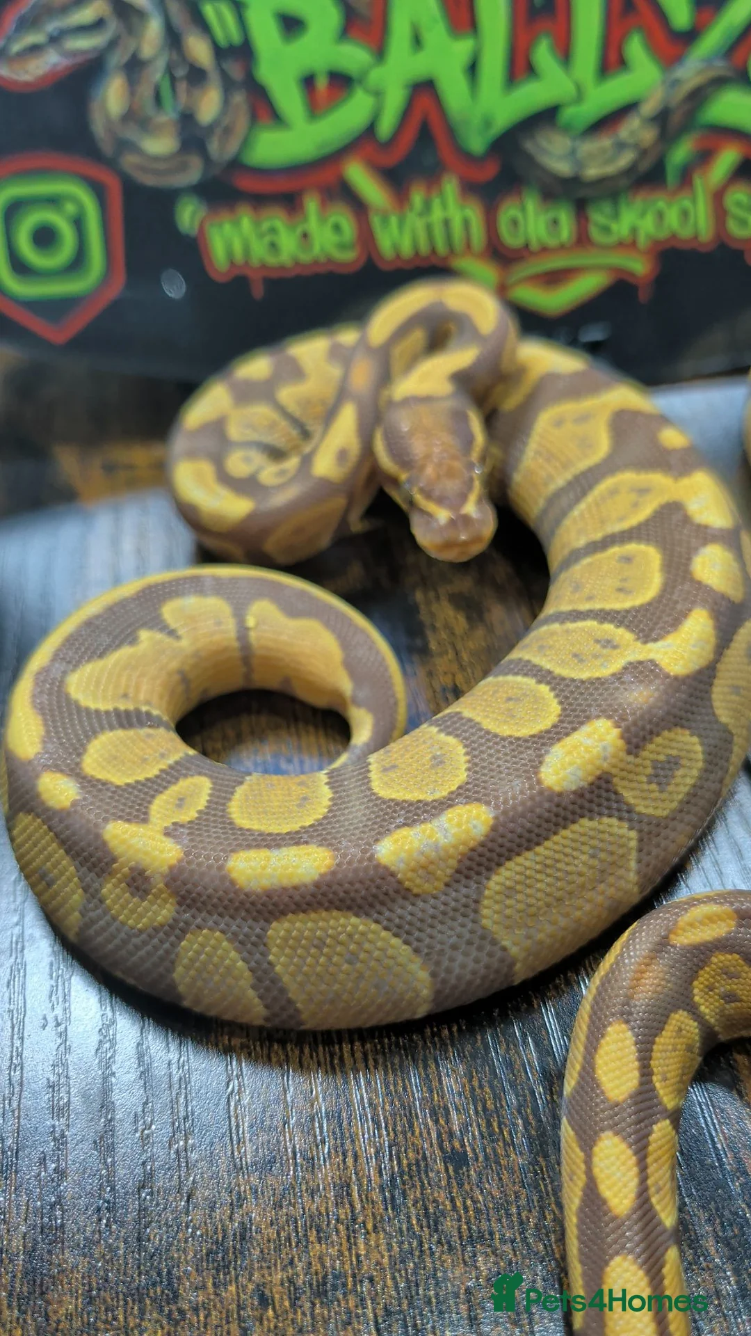 Python Snake reptiles for sale: Ultramel female ball python  - Advert 2
