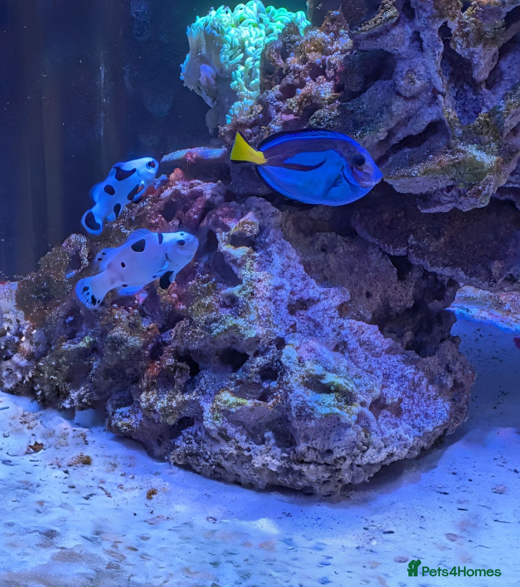 Other/Mixed Breed fish Marine fish  - Advert 1