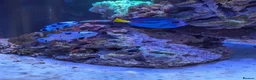 Other/Mixed Breed fish for sale: Marine fish  - Advert 1
