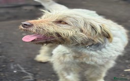 Mixed Breed dogs for adoption: SZITA, a Lovely Big Girl - for a Loving Home - Image 6