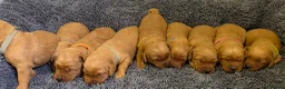 Labradoodle dogs for sale: LABRADOODLES F1 ( HEALTH TESTED PARENTS & G/PARENT - Advert 4
