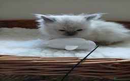 Ragdoll cats for sale: Blue point Ragdoll kittens  - Image 8