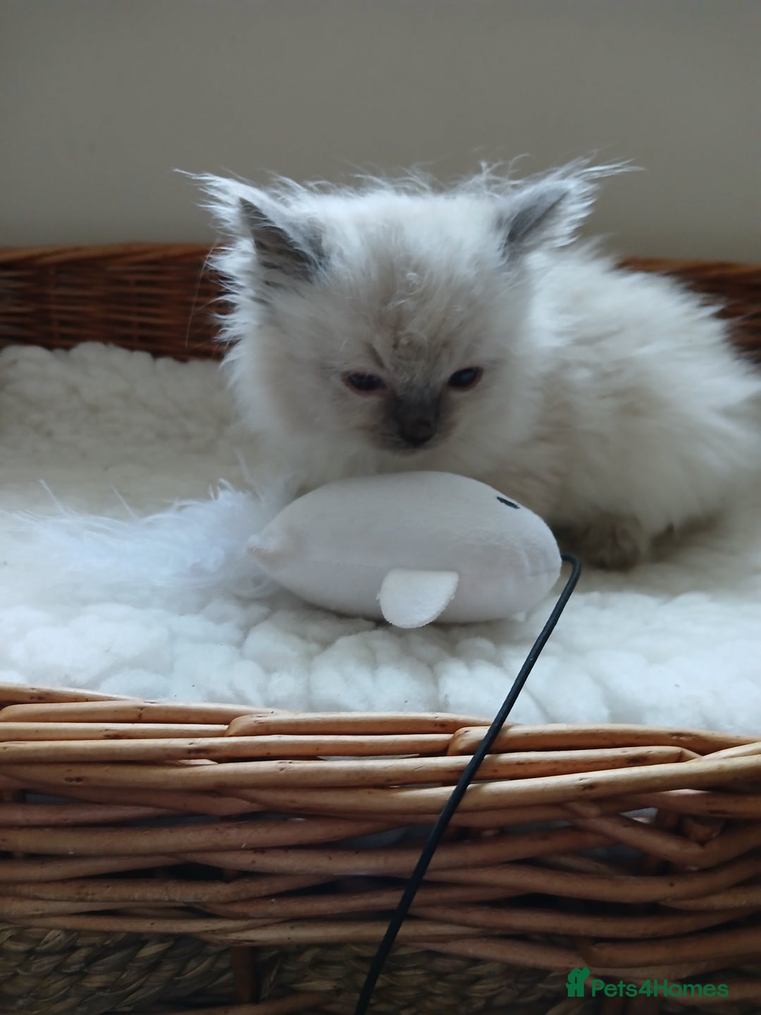 Ragdoll cats for sale: Blue point Ragdoll kittens  - Image 8