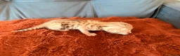 Bengal cats for sale: Bengal Kittens - Advert 10
