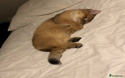 British Shorthair cats for sale: GOlD BRITISH SHORTHAIR KITTENS FOR SALE - Image 9