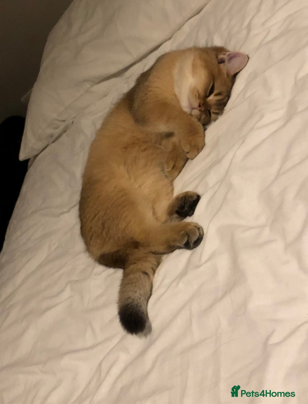 British Shorthair cats for sale: GOlD BRITISH SHORTHAIR KITTENS FOR SALE - Image 9