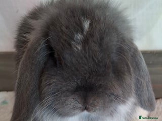 Mini Lop rabbits Mini lop kits - Advert 9