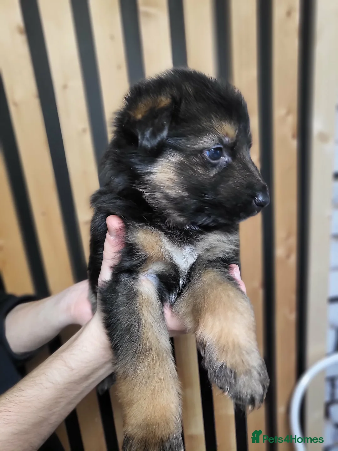 German Shepherd dogs for sale: German Shepherd/Alsatian puppies - Advert 7