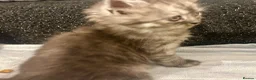Persian cats for sale: Cute Half Persian Kittens  - Advert 9